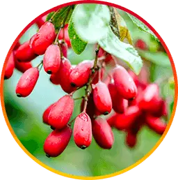 Berberine HepatoBurn