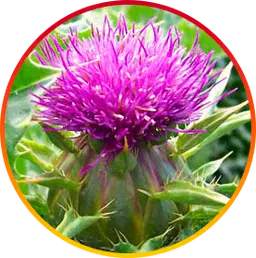 Silymarin HepatoBurn